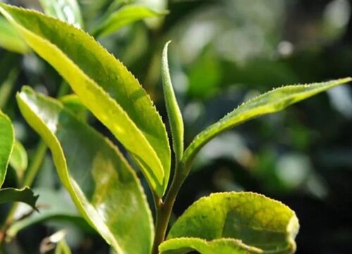 普洱茶是哪里产的