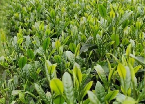 普洱茶是哪里产的