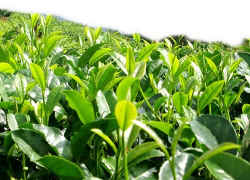 普洱茶是哪里产的