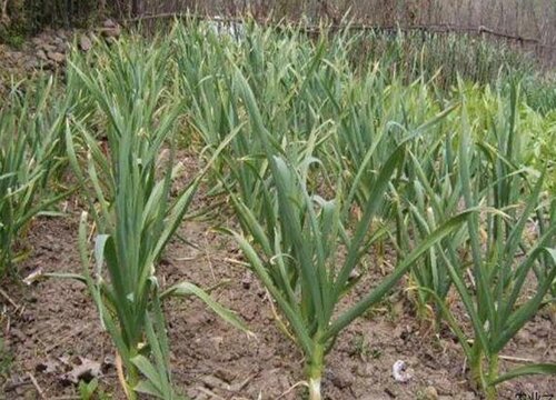 黄泥土适合种什么蔬菜