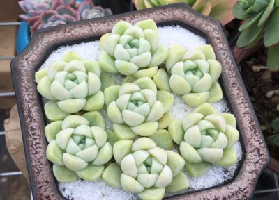 白月影多肉的养殖方法 白月影多肉的养殖方法和注意事项