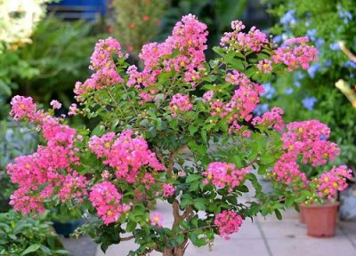 代表七月的花 七月花指的是什么花花