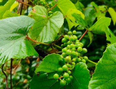 水晶果是什么果实 水晶果长什么样子图片