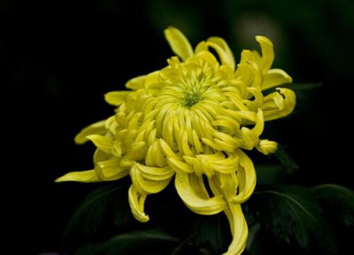 表示对亲人思念的花 代表思念已故亲人的花