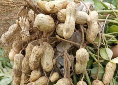 花生能放冰箱吗 花生冷藏存放时间