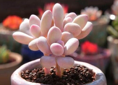 桃蛋会开花吗