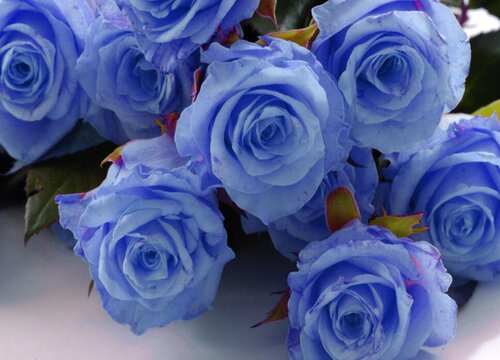 玫瑰的花语是什么意思