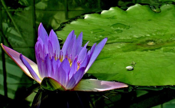 蓝莲花代表什么人