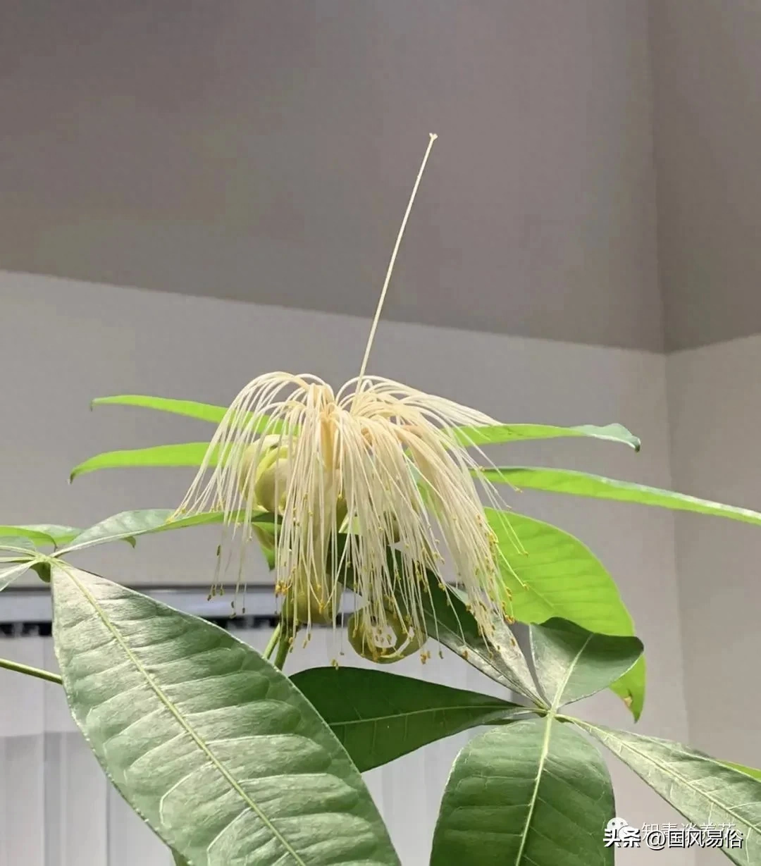 院里种什么树对风水好又招财