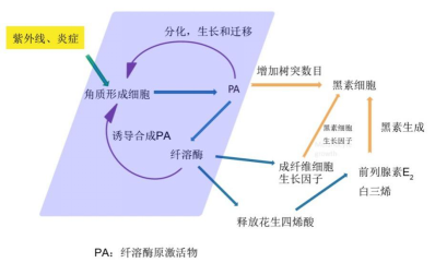 氨甲环酸精华液的作用和功效