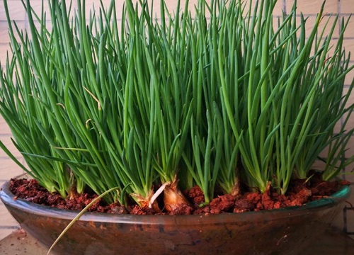 四季小葱的种植方法与时间
