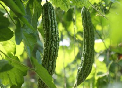 苦瓜喜阴还是喜阳 苦瓜喜阴还是喜阳光的植物