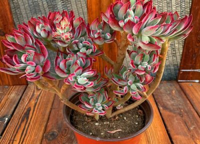 锦晃星徒长了怎么办 锦晃星徒长是什么样子