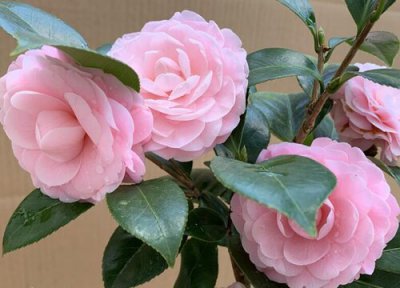 茶花孕蕾期怎么施肥 茶花孕蕾期正确的施肥方法