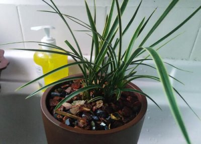 兰花的叶子发黄叶尖干枯怎么回事 兰花上盆后黄叶干尖是正常退草还是烂根