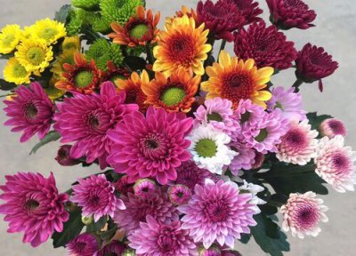 代表喜欢的花 代表爱情的花图片