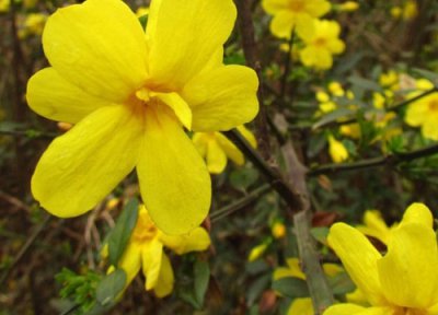 迎春花是什么植物 迎春花属于什么类植物