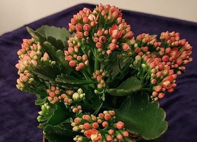 长寿花的养护和注意事项 养护长寿花哪些位置不能摆放