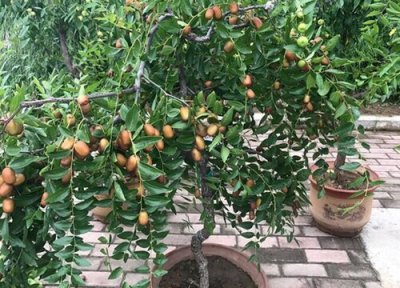 枣核种植盆栽 枣子核怎么种盆栽