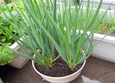 四季小葱种植条件 四季小葱的种植方法与时间