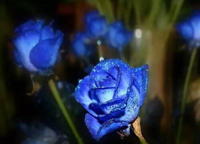 九朵蓝色妖姬花语 九朵蓝色妖姬的花语是什么意思