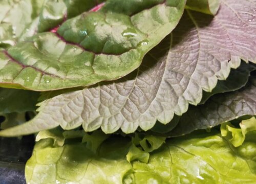 苏子叶的功效与作用及食用方法