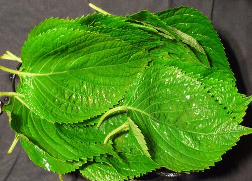 苏子叶的功效与作用及食用方法