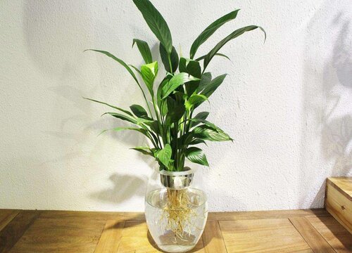 水培白掌不开花什么原因
