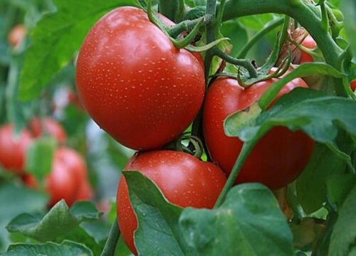 石家庄适合种什么蔬菜