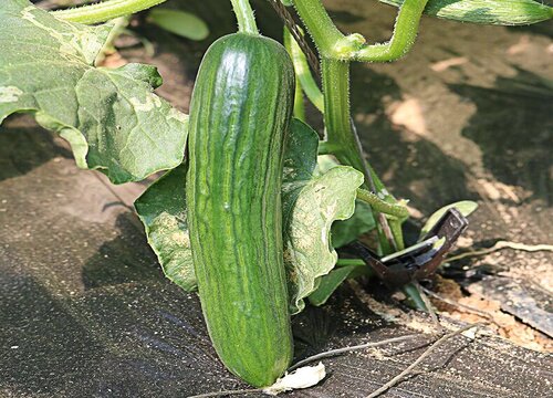 石家庄适合种什么蔬菜
