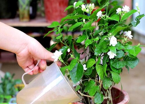 鱼肠养花的方法