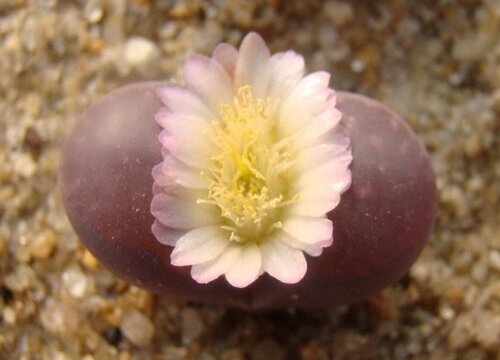 生石花养多久才能开花