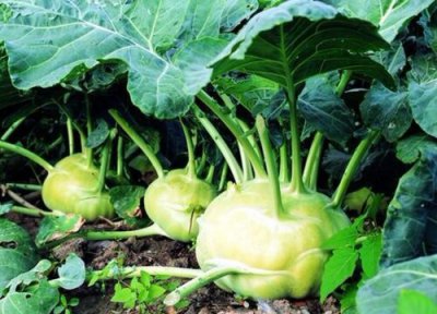 甘蓝菜是大头菜吗 甘蓝菜与大头菜区别