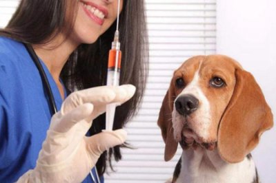 胃食管反流的病人麻醉 宠物麻醉后胃食管反流病怎么办？