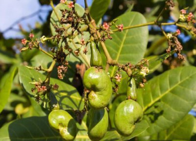 腰果长哪里 腰果从哪里长出来的