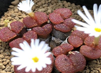 生石花养多久开花 生石花养多久才能开花