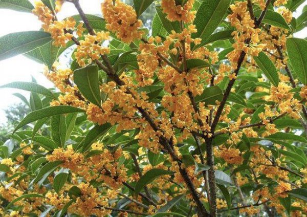 桂花为什么被称为鬼花