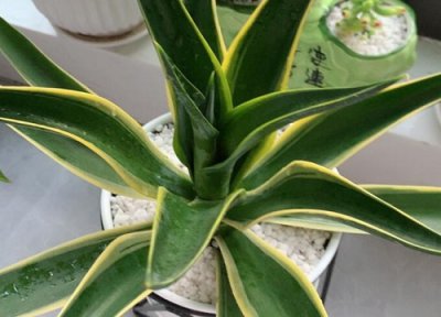 龙舌兰名贵品种 龙舌兰最贵的品种
