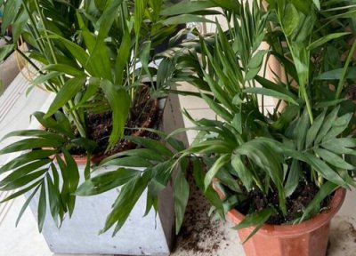 耐寒的室内植物有哪些盆栽 最耐阴的室内植物盆栽有哪些