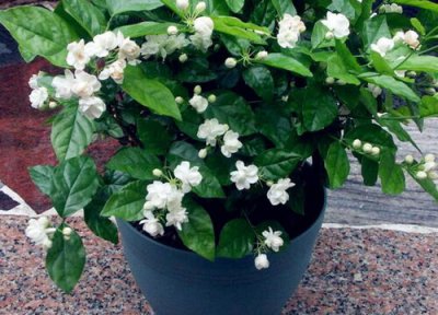 茉莉花能用啤酒水浇吗 茉莉花可以浇啤酒水吗