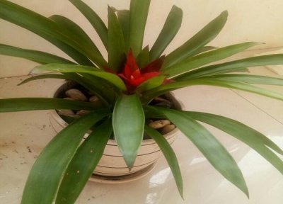 鸿运当头怎么换盆 鸿运当头花什么时候换盆