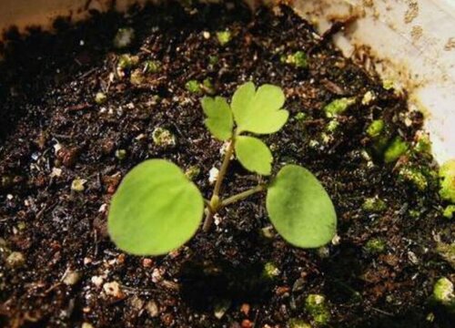 耧斗菜种子的种植方法