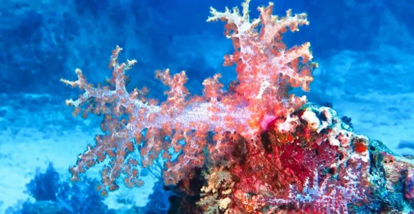 珊瑚是生物吗