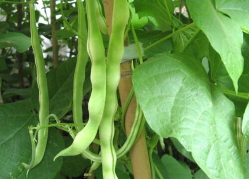 春季豆角种植时间和方法