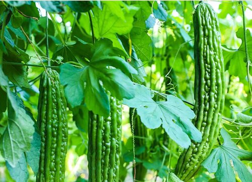 南方夏天适合种什么蔬菜