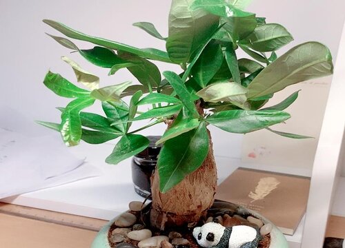 十大寓意好的花