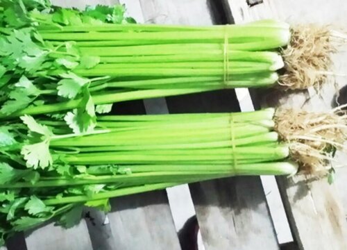 西芹可以生吃吗