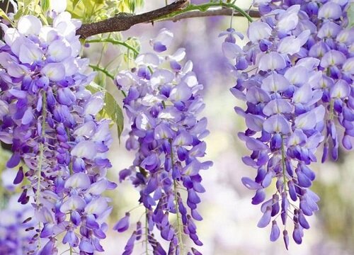 紫气东来花怎么浇水