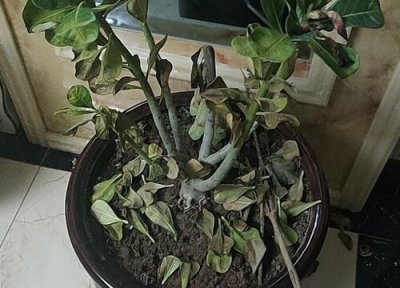 沙漠玫瑰嫁接时间 沙漠玫瑰嫁接方法