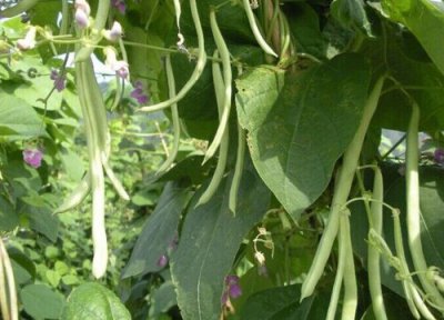 春季豆角种植时间 春季豆角种植时间和方法